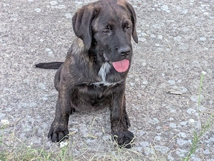 Cane Corsa Welpen zu verkaufen.