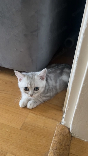 BKH Kater abzugeben 
