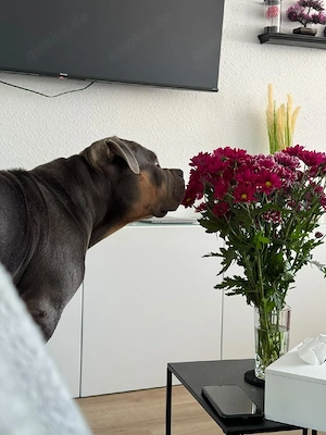 Junge Hündin sucht 