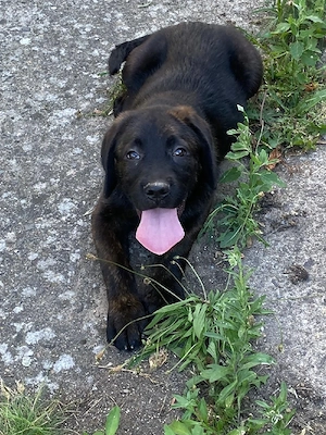 Cane Corso Mix  Welpen zu verkaufen.