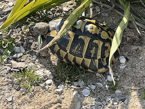 Griechische Landschildkröten - Nachzuchten 