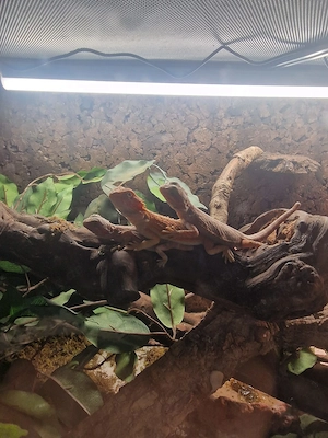 Siedleragamen mit terrarium