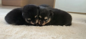 Unsere Pomchiwelpen sind da       !!!