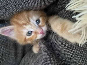 Maine Coon Mix Kitten