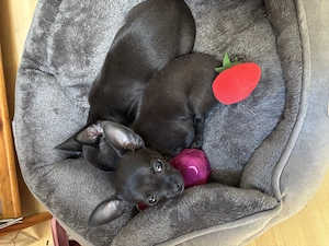 Wunderschöne reinrassige Chihuahuahündin