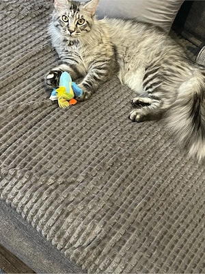 Main coon Dame 