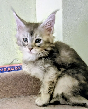 Maine Coon Babys mit Stammbaum 