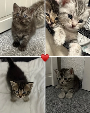 BKH Kitten