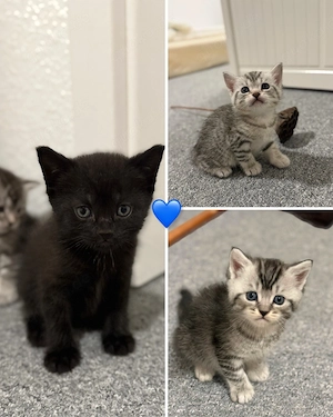 BKH Kitten