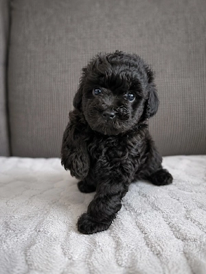 Wunderschöne Maltipoo Welpen