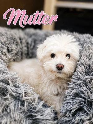 Wunderschöne Maltipoo Welpen Bild 6