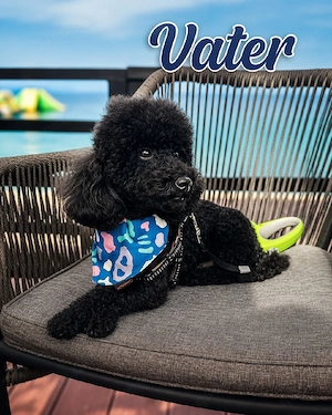 Wunderschöne Maltipoo Welpen Bild 7