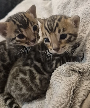 Bengal Kitten aus World Champion Linien