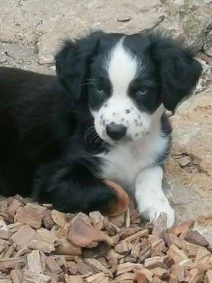 2 bezaubernde MINI Aussiewelpen, Hündin, top Verpaarg,aus seriöser Zucht!!
