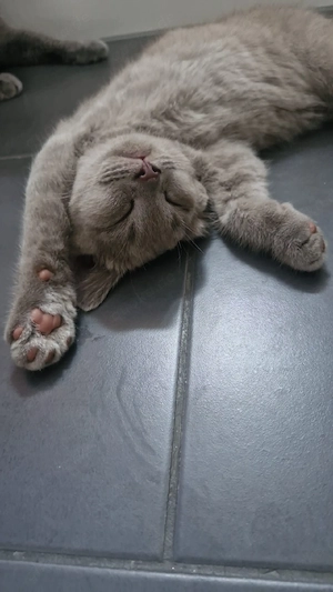 BKH-Kitten