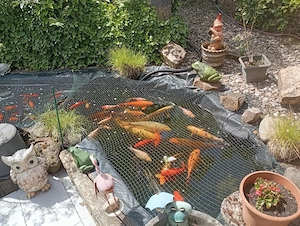 Kois und Goldfische komplett abzugeben 