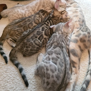 Reinrassige Bengal Kitten 
