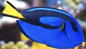 Paletten Doktorfisch Paracanthurus hepatus Meerwasser Aquarium Fische 