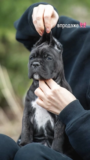 *Cane Corso Welpen abzugeben! *