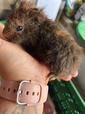 Meerschweinchen buben 