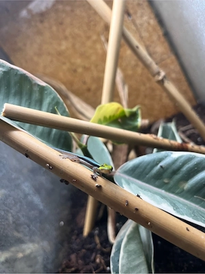 Phelsuma klemmeri (Blauer Bambustaggecko)   Jungtiere aus eigener Nachzucht