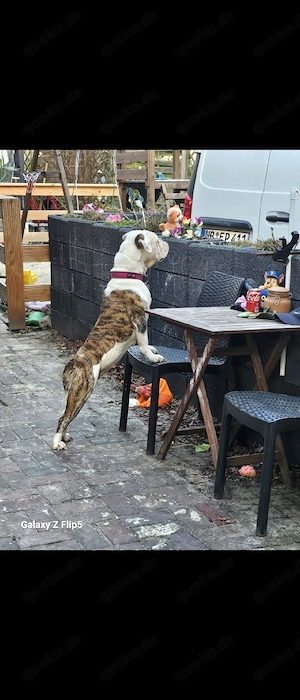 Continental Bulldogge 