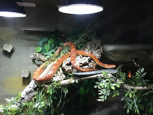 Großes Terrarium mit Unterschrank, Eigenbau, mit 2 Kornnattern Bild 3