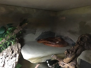 Großes Terrarium mit Unterschrank, Eigenbau, mit 2 Kornnattern Bild 2