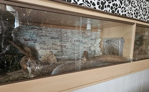 SUCHE Leopardengecko 