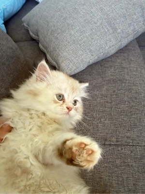 baby kitten sucht ein neues zuhause 