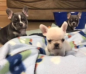 Wundervolle Französische Bulldogge welpen