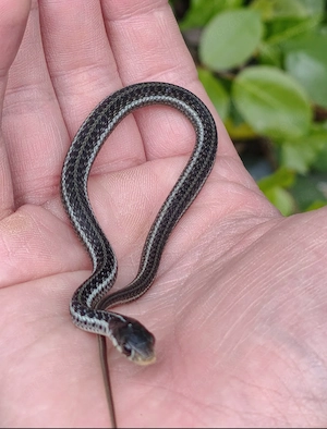 Thamnophis sirtalis similis
