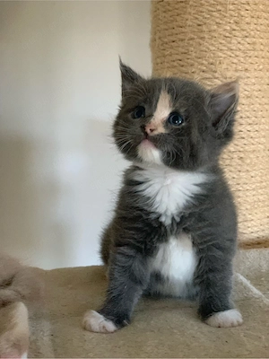 Maine Coon   Russisch blau Kitten Kätzchen