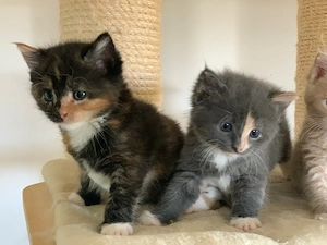 Maine Coon   Russisch blau Kitten Kätzchen
