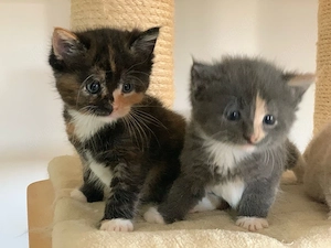 Maine Coon   Russisch blau Kitten Kätzchen