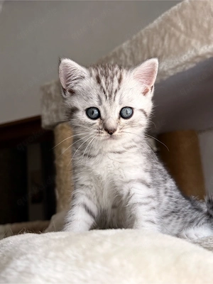 BKH kitten abholbereit