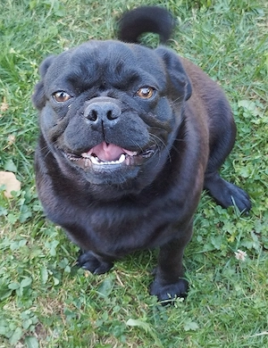 Retro Mops sucht neues zu Hause 