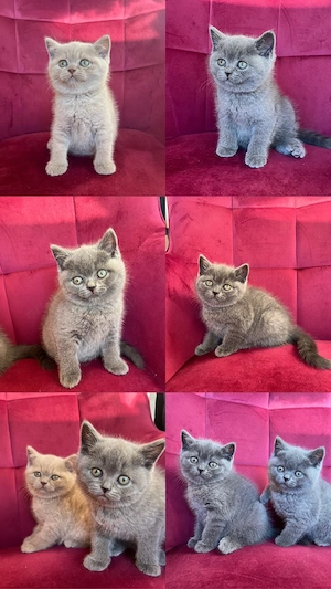 Reinrassige Britisch Kurzhaar Kitten suchen liebevolles Zuhause