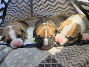 American Pitbull Terrier 