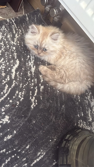 baby kitten sucht neues zuhause 