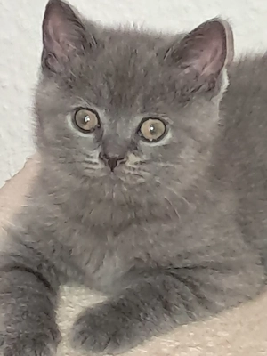 BKH graublaues Katerchen sucht ein neues Zuhause 