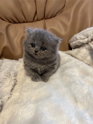 BKH kitten katze