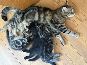 Katze Kinder