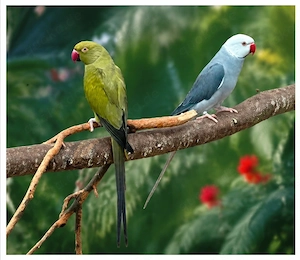 Halsbandsittich-Pärchen mit Jungvogel abzugeben