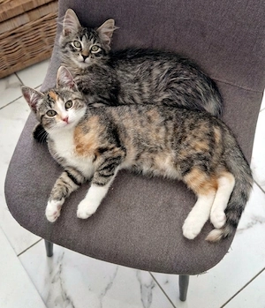 Kitten kätzchen katzenbabys katze edelmix von  neva masquarade