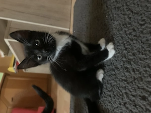 2 Jungs und 1 Mädchen suchen noch ein Zuhause 
