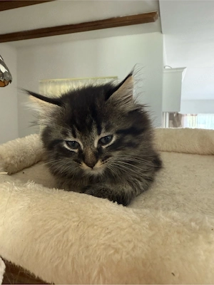 kitten suchen dringend ein neues zu Hause
