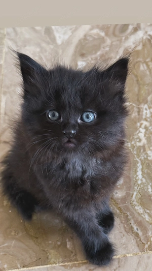 kitten suchen dringend ein neues zu Hause