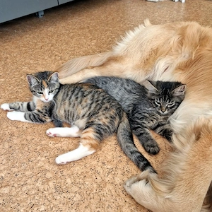 Bezaubernde Kitten, Neva Masquerade Mix   1 Kater & 1 kleine Glückskatze suchen ihr Zuhause! 