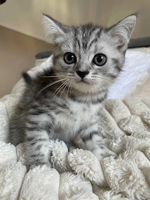 Süßer Kater abzugeben!
